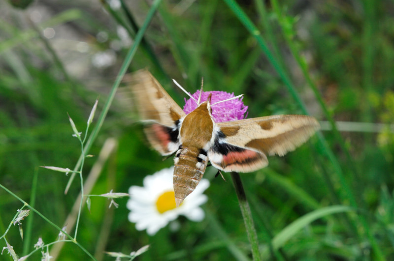 Hyles euphorbiae